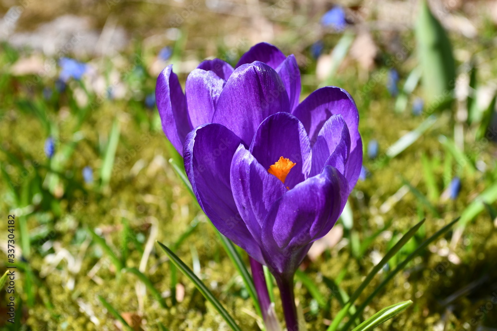 spring crocus flowers spring crocus flowers