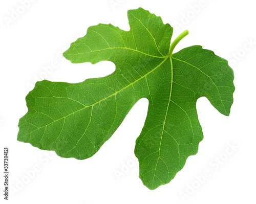 Fig leaf isolated on white background. top view