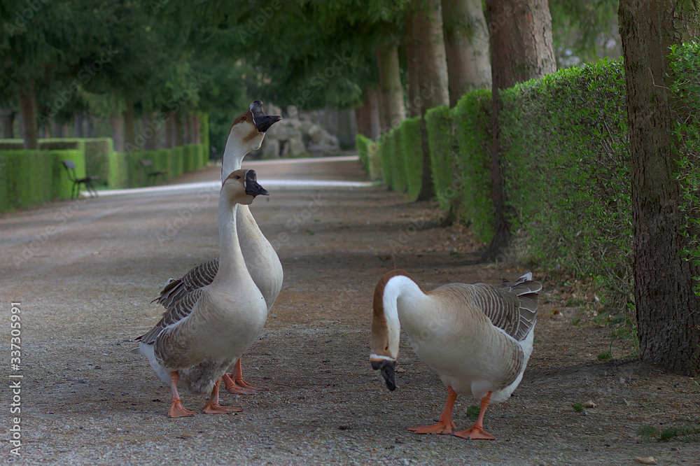 Fototapeta premium Geese in a classical park