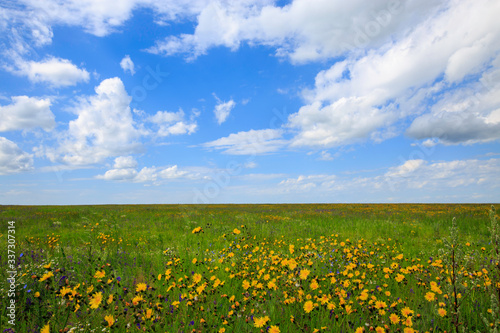 flowering meadow on a sunny day  cloudy sky