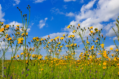 flowering meadow on a sunny day, cloudy sky