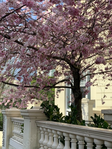 Canvas Print spring in london