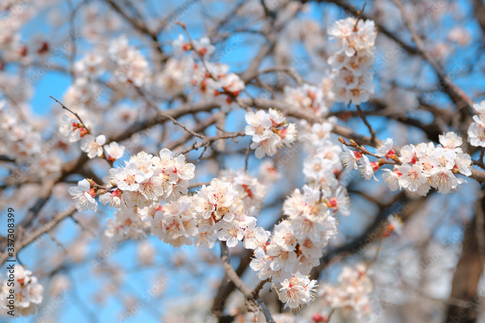 Flowering apricot in the spring. Beautiful spring sunny floral backround, closeup Flowering apricot in the spring. Beautiful spring sunny floral backround, closeup