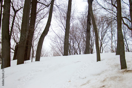 Forest on white snow in the early morning