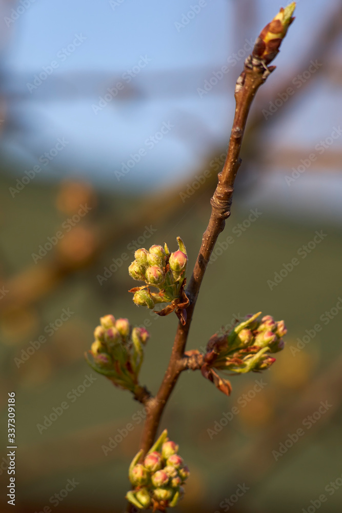 developing wild pear flower buds in the spring developing wild pear flower buds in the spring