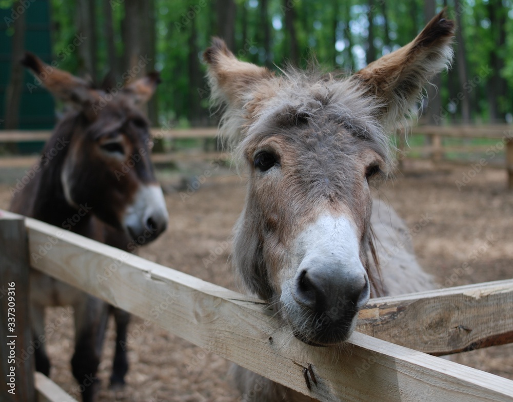 Front of Horse or donkey in the farm. Head of brown Horse or donkey in the stall. Horse or donkey wait grass from traveler. Front of Horse or donkey in the farm. Head of brown Horse or donkey in the stall. Horse or donkey wait grass from traveler.