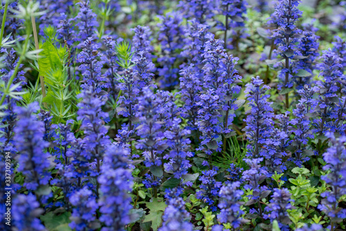Ajuga reptans flowers in nature