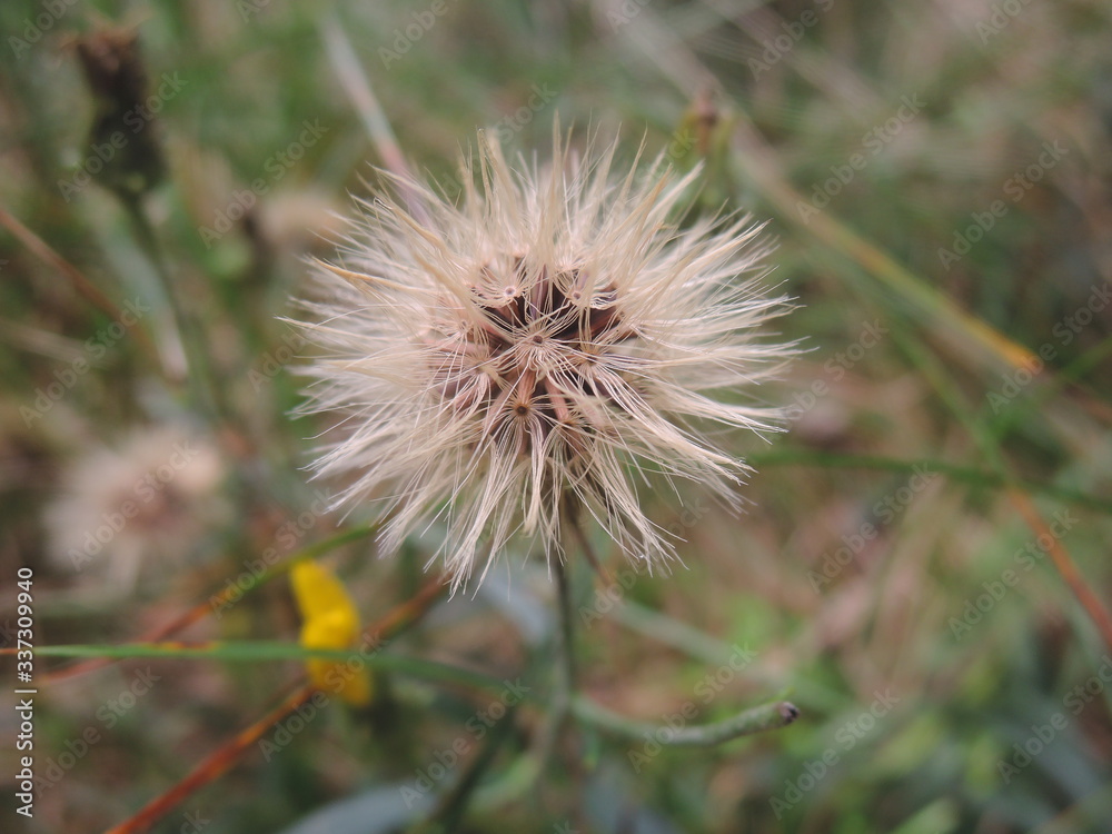 thistle flower in the wind