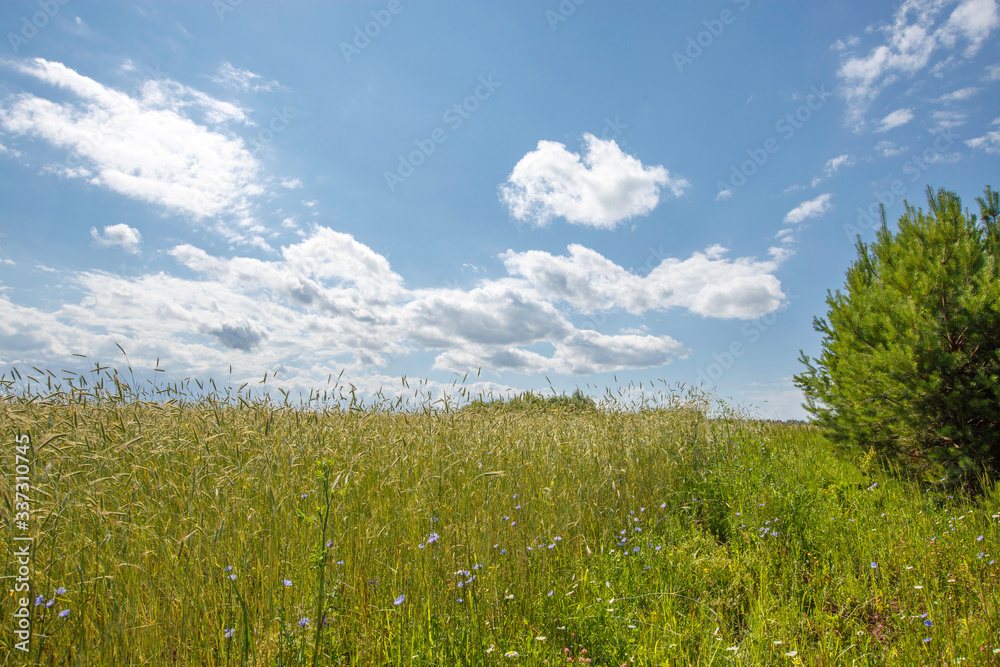 rye field on a sunny day, clouds in the sky