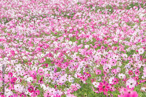 満開のコスモスの花畑 © Fukuoka Jokei
