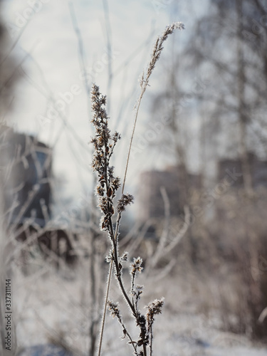 Faded plants and grass covered with frost