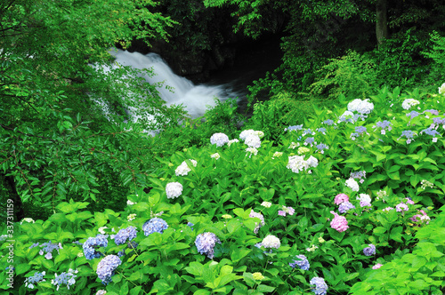 あじさいの花と清流