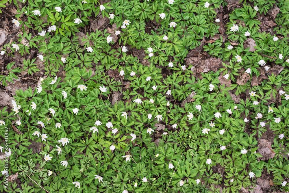 Beautiful snowdrops in the forest. Beautiful snowdrops in the forest.