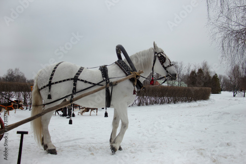 A horse is standing in the snow