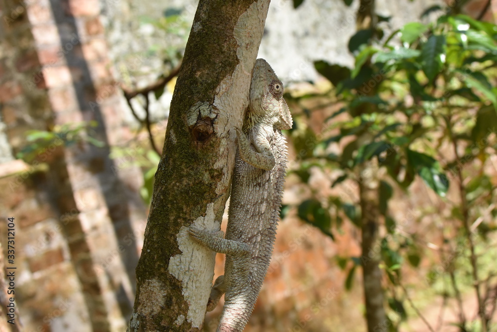 Colorful chameleon in Marozevo, Madagascar