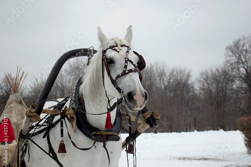 A horse is standing in the snow