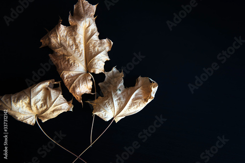 Abstract image-dry maple leaves on black background. Dry autumn leaves isolated on black with copy space. Herbarium, creativity, wallpaper.