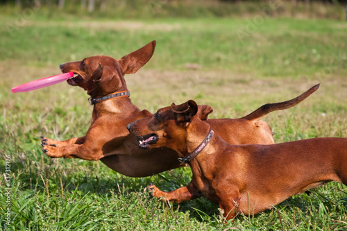 Two dachshunds play a frisbee plate