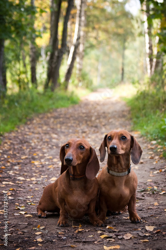 Two dachshunds are sitting on a forest path and posing