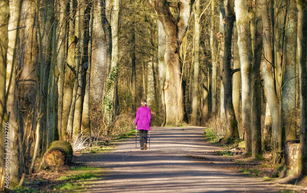 Obraz premium Walken im Wald