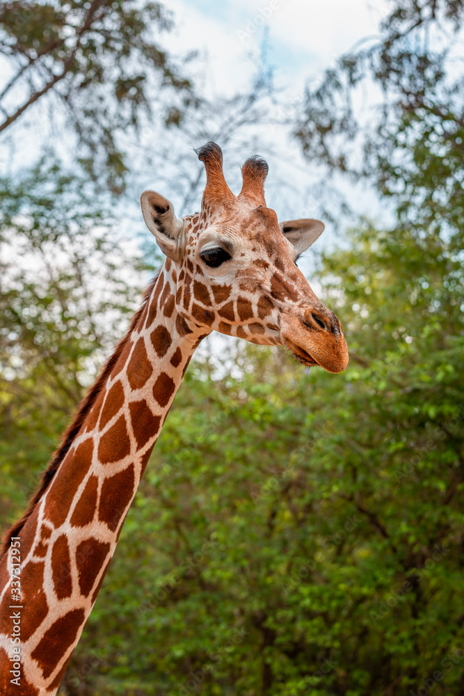 Portrait of a giraffe looking Portrait of a giraffe looking