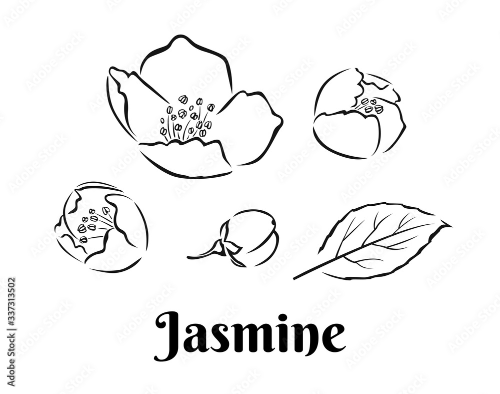 Jasmine set. Flowers, leaf and buds outline. Black and white icons. Elements for floral design. Vector illustration.