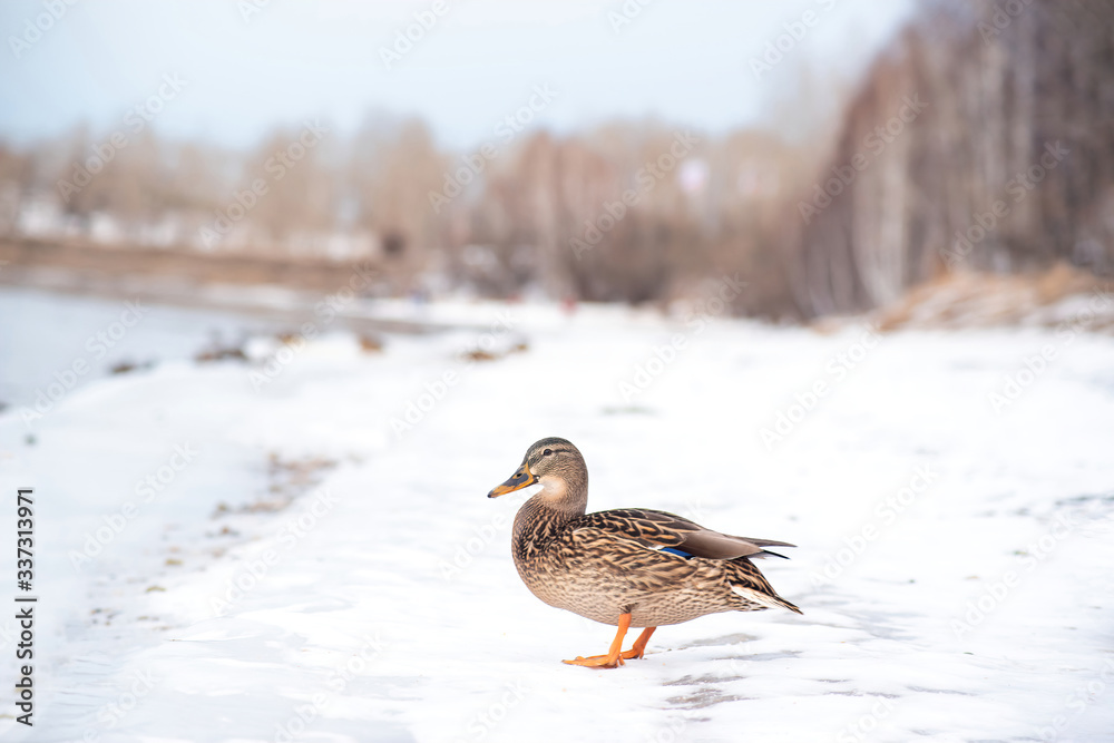 large wild Mallard duck stands on a frozen ice Bank in winter. Wintering of wild ducks large wild Mallard duck stands on a frozen ice Bank in winter. Wintering of wild ducks