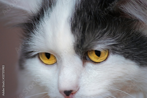 portrait of an old long-haired white cat with yellow eyes, who looks down sadly and thoughtfully