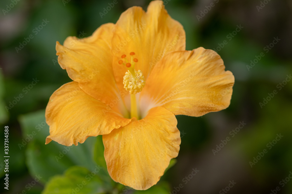 Orange hibiscus, or rose mallow. Other names are hardy hibiscus, rose of Sharon, and tropical hibiscus Orange hibiscus, or rose mallow. Other names are hardy hibiscus, rose of Sharon, and tropical hibiscus