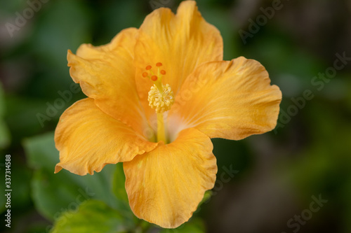 Orange hibiscus, or rose mallow. Other names are hardy hibiscus, rose of Sharon, and tropical hibiscus © vadiml