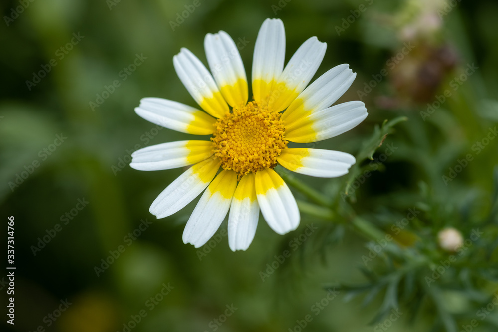 Glebionis coronaria is a species of flowering plant in the daisy family Glebionis coronaria is a species of flowering plant in the daisy family