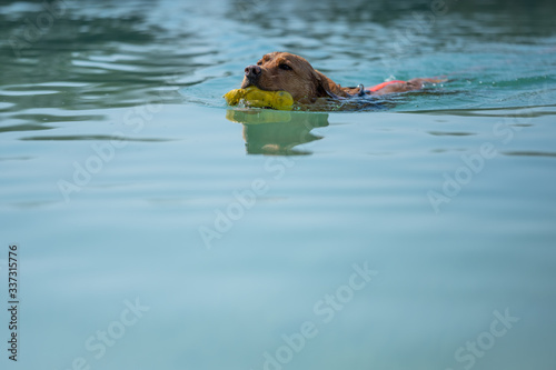 Fuchsroter Labrador Retriever schwimmt im Wasser