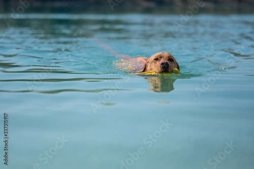 Fuchsroter Labrador Retriever schwimmt im Wasser