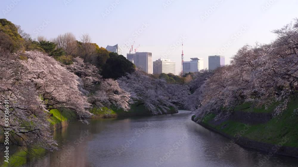 Beautiful Sakura Tree Linings At Moat Near Imperial Palace With Tokyo Tower In The Background - Wide Shot Beautiful Sakura Tree Linings At Moat Near Imperial Palace With Tokyo Tower In The Background - Wide Shot