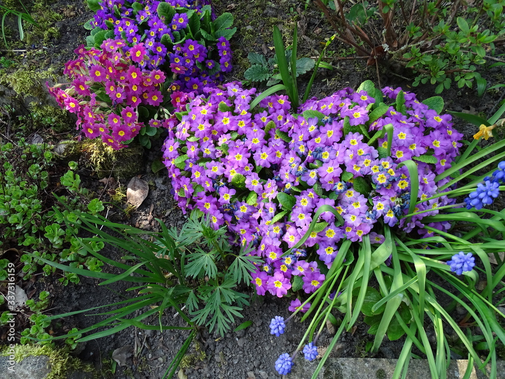 Fototapeta premium flower heart