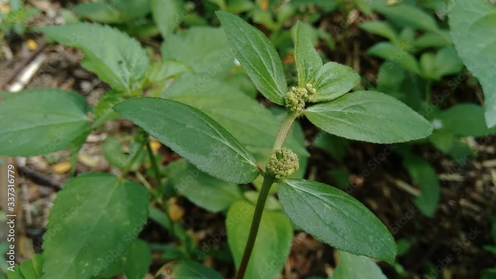 Euphorbia hirta with natural background Euphorbia hirta with natural background