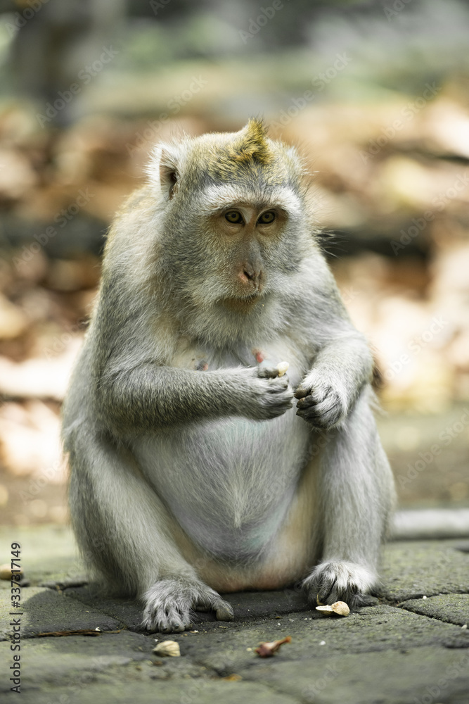 Obraz premium A long-tailed macaque is sitting in the Ubud Monkey Forest. The Ubud Monkey Forest is the sanctuary and natural habitat of the Balinese long-tailed Monkey. Ubud, Bali, Indonesia.