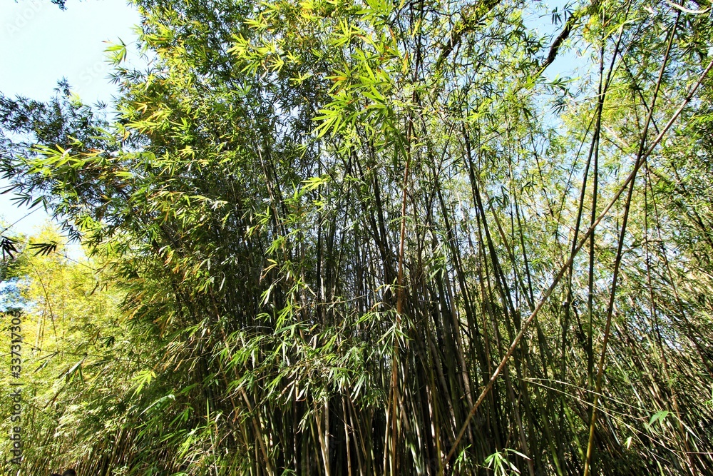Bamboo plant forest in the botanical Garden of Lisbon Bamboo plant forest in the botanical Garden of Lisbon