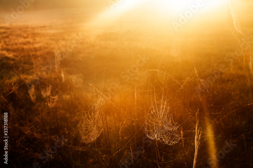 Golden hour background with wet grass in the dew and spider webs in the meadow.