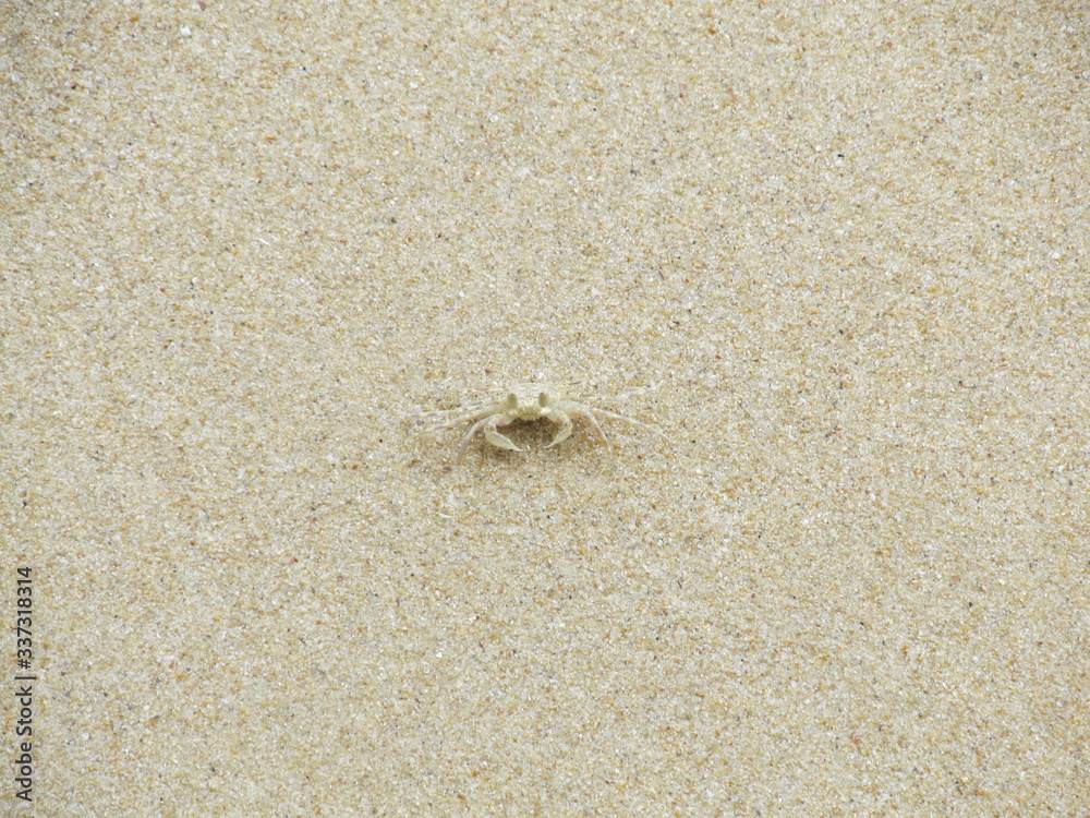 Alert ghost crab on the beach. Ocypode ryderi Alert ghost crab on the beach. Ocypode ryderi