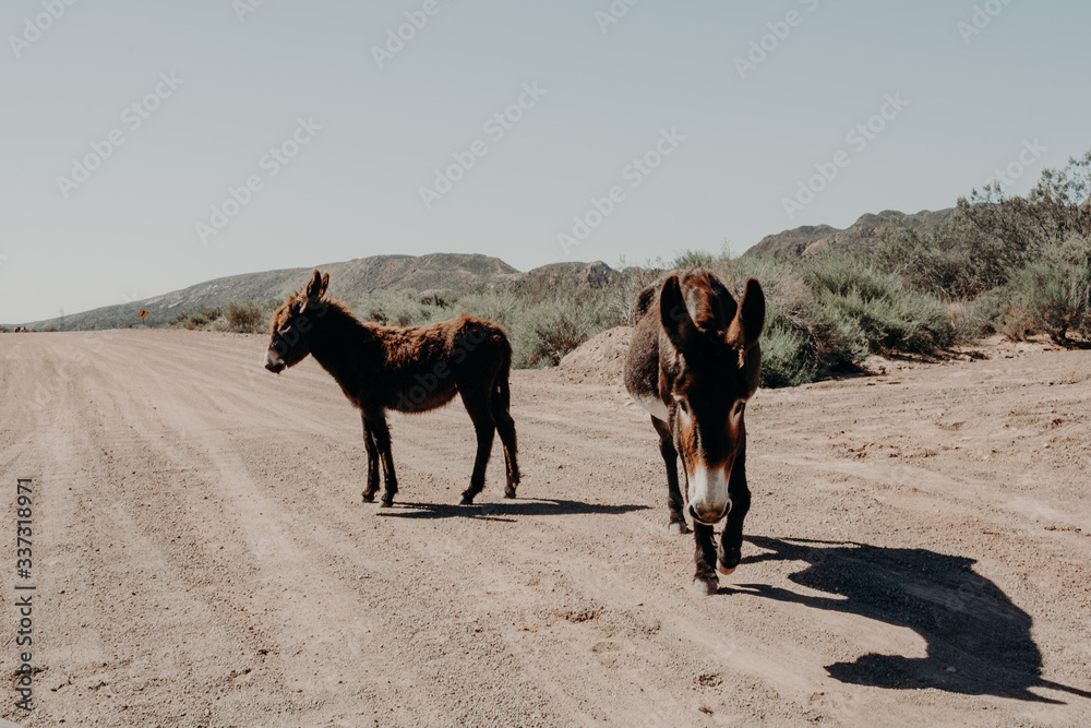 donkeys on the road