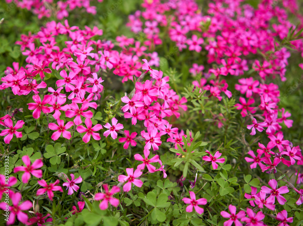 pink flowers in the garden