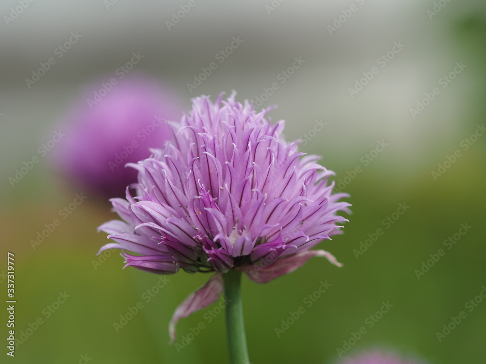 Obraz premium purple thistle flower