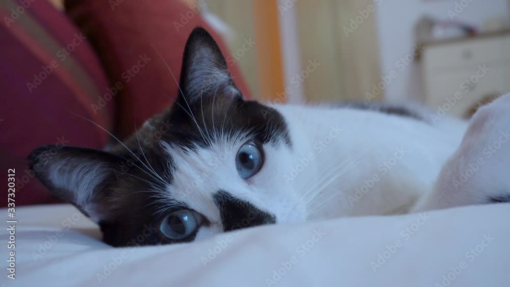 Primer plano de gato blanco y negro con nariz manchada y ojos azules, pupilas en movimiento