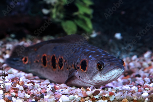Channa pleurophthalma fish. Aquarium fish snakehead mottled