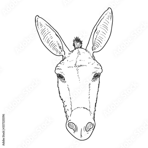 Vector Sketch Donkey Head.