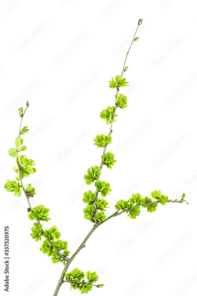 Naklejka premium Elm tree branch with green smaras isolated on white