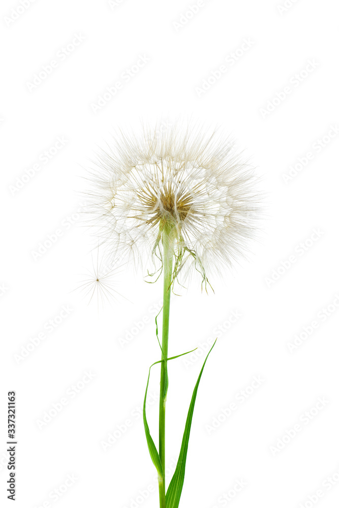 Goatsbeard or salsify plant isolated on white background Goatsbeard or salsify plant isolated on white background
