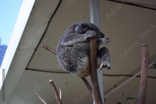 Photography koala