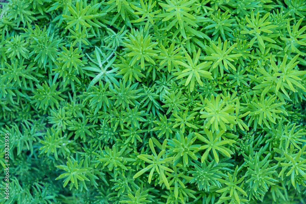 Green leaves background from top view.Layout made of green leaves.Nature for background. Green leaves background from top view.Layout made of green leaves.Nature for background.